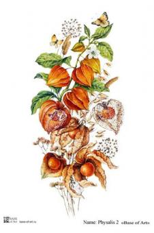 Physalis 2 А4