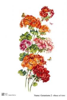Geraniums 2 A4