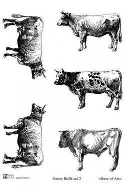 Bulls set 2 A4, фото 1