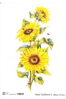 Sunflower 2 